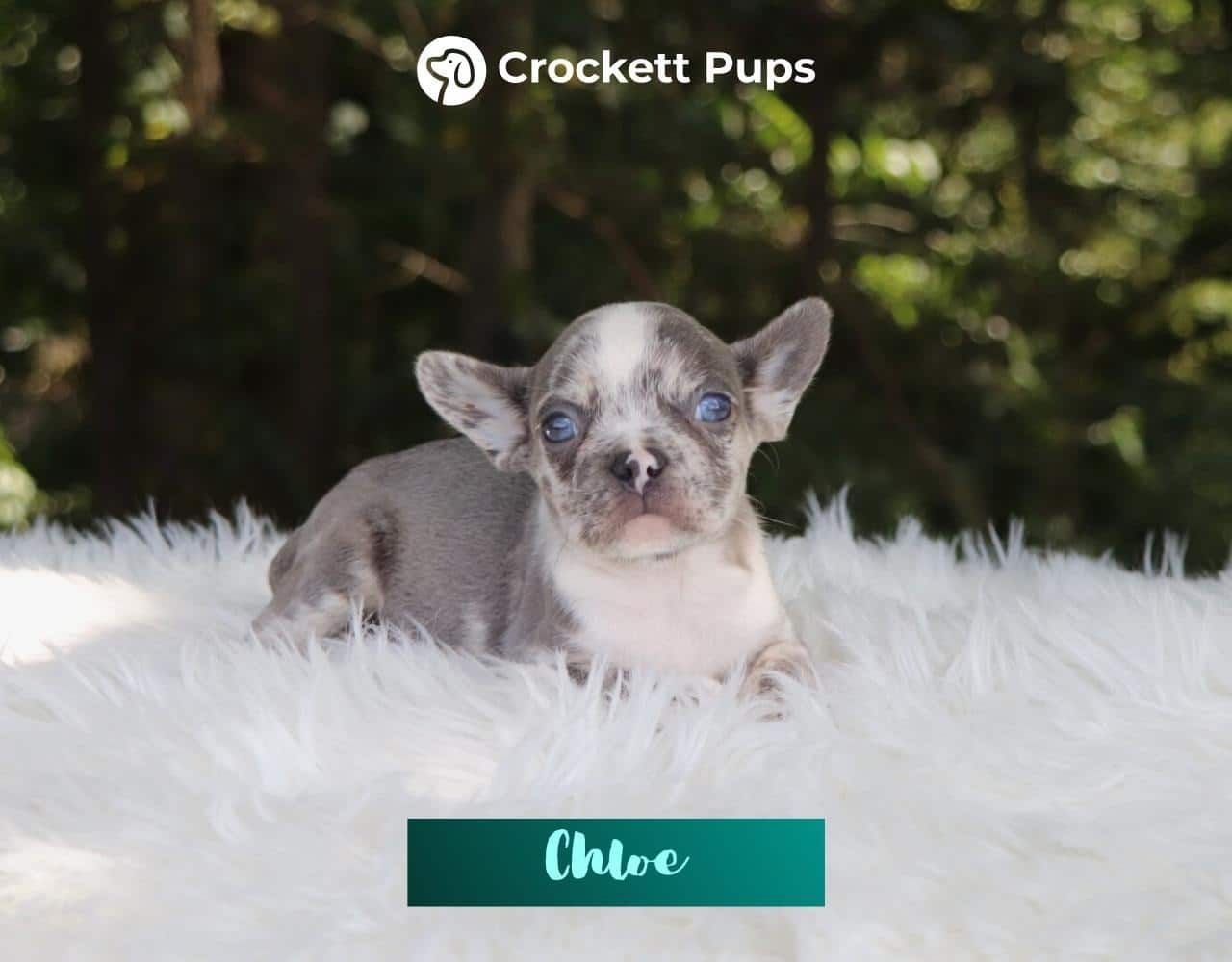 Female Frenchton Pup - Chloe