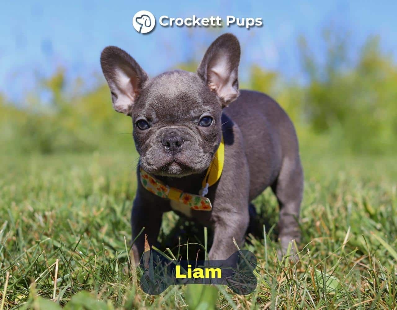 Male Frenchton Pup - Liam
