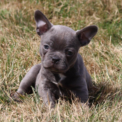 Female Frenchton Pup - Lucy