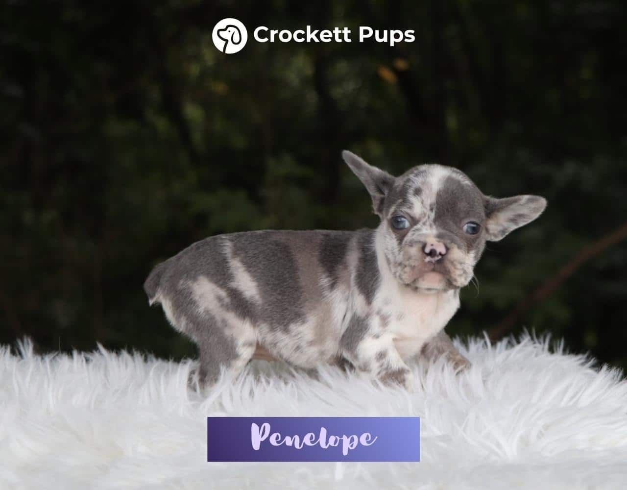 Female Frenchton Pup - Penelope