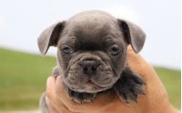 Male Frenchton Pup - Silas