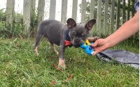 Male Frenchton Pup - Benjamin