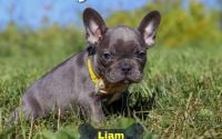 Male Frenchton Pup - Liam