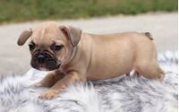 Male Frenchton Pup - Adam