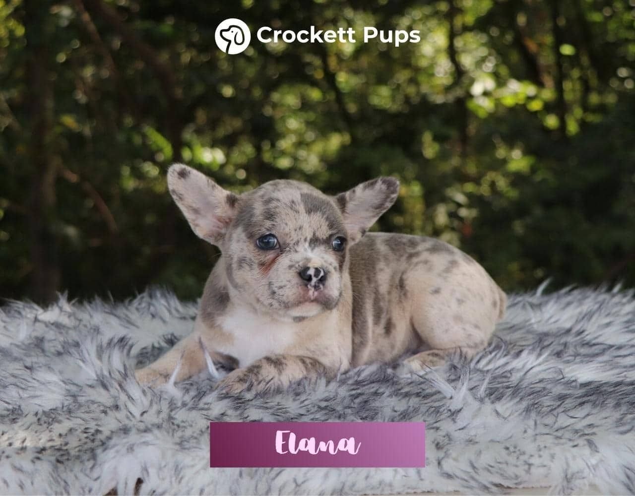 Female Frenchton Pup - Elana
