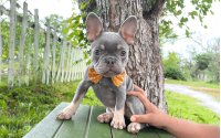 Frenchton Daniel