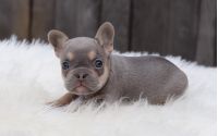 Female Frenchton Pup - Marie