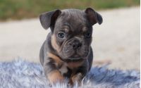 Male Frenchton Pup - Prancer