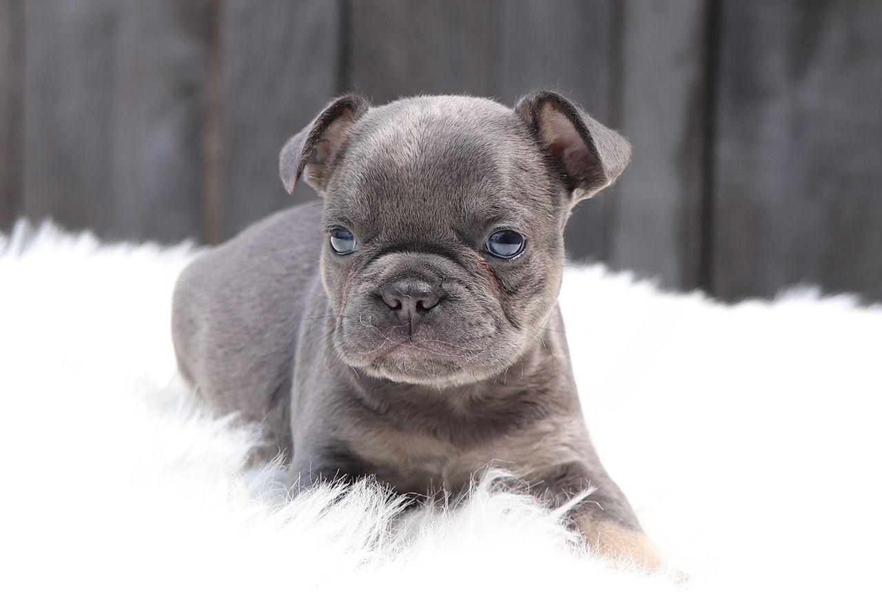 Male Frenchton Pup - Charles