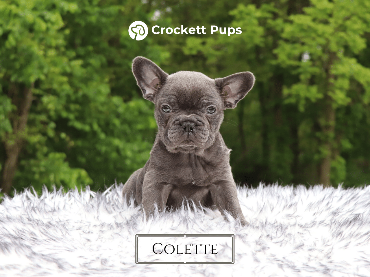 Female Frenchton Pup - Colette