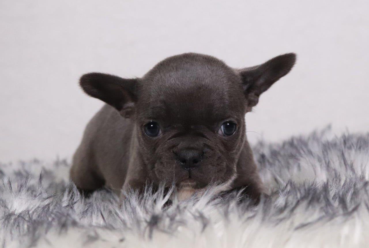 Female Frenchton Pup - Judy