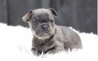 Male Frenchton Pup - Francis