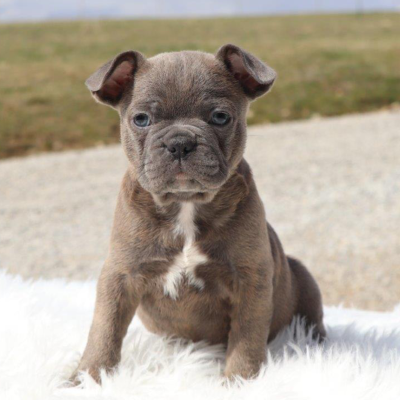 Male Frenchton Pup - Archie
