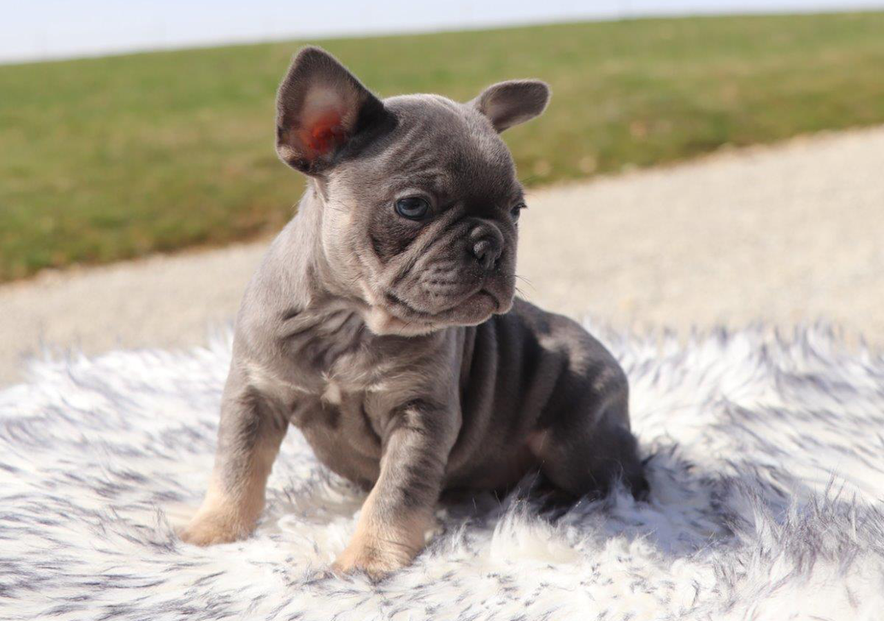 Female Frenchton Pup - Milly