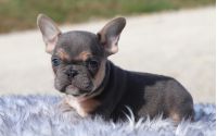 Male Frenchton Pup - Dasher