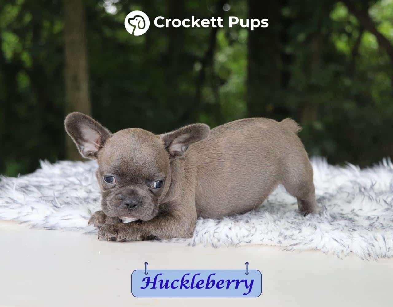 Male Frenchton Pup - Huckleberry