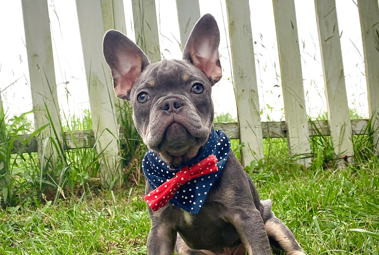 Male Frenchton Pup - Benjamin
