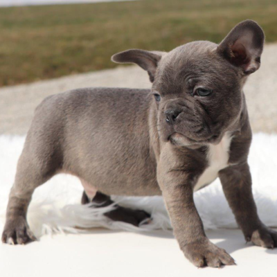 Male Frenchton Pup - Callum