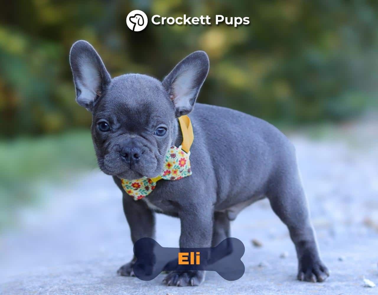 Male Frenchton Pup - Eli