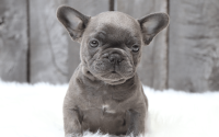 Male Frenchton Pup - Ezra