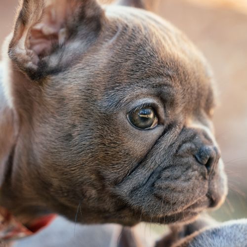 Brown Frenchton Pup