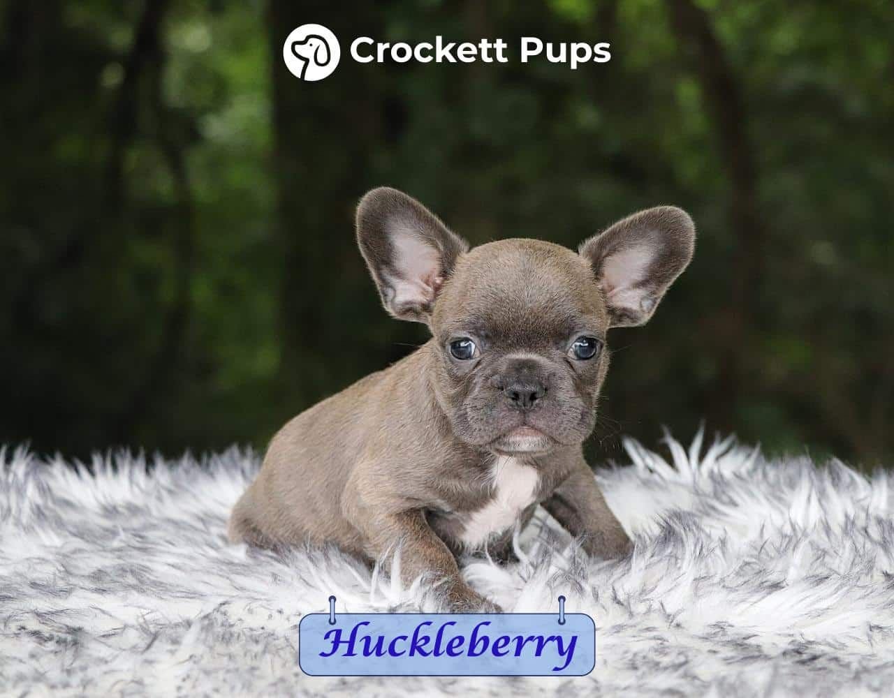 Male Frenchton Pup - Huckleberry
