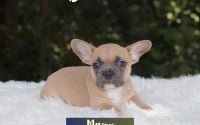 Male Frenchton Pup - Mason