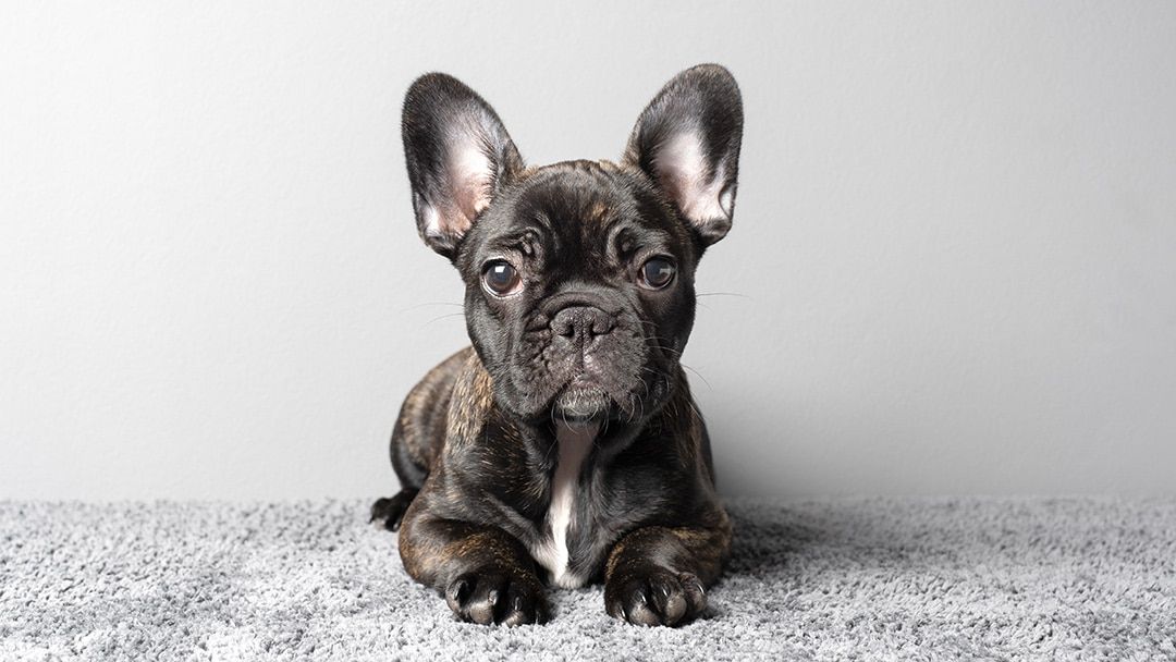 Frenchton Crate Training