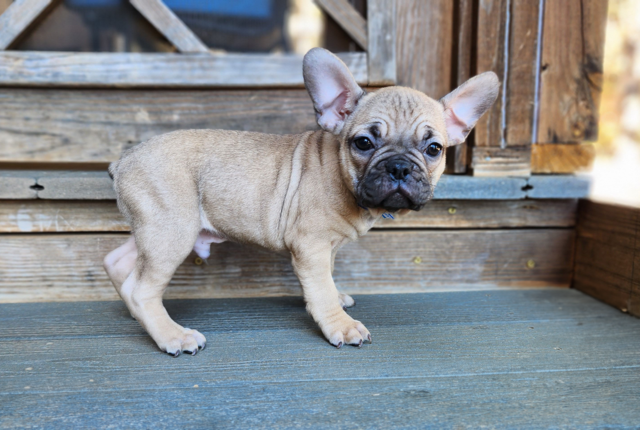 Frenchton pup Frosty