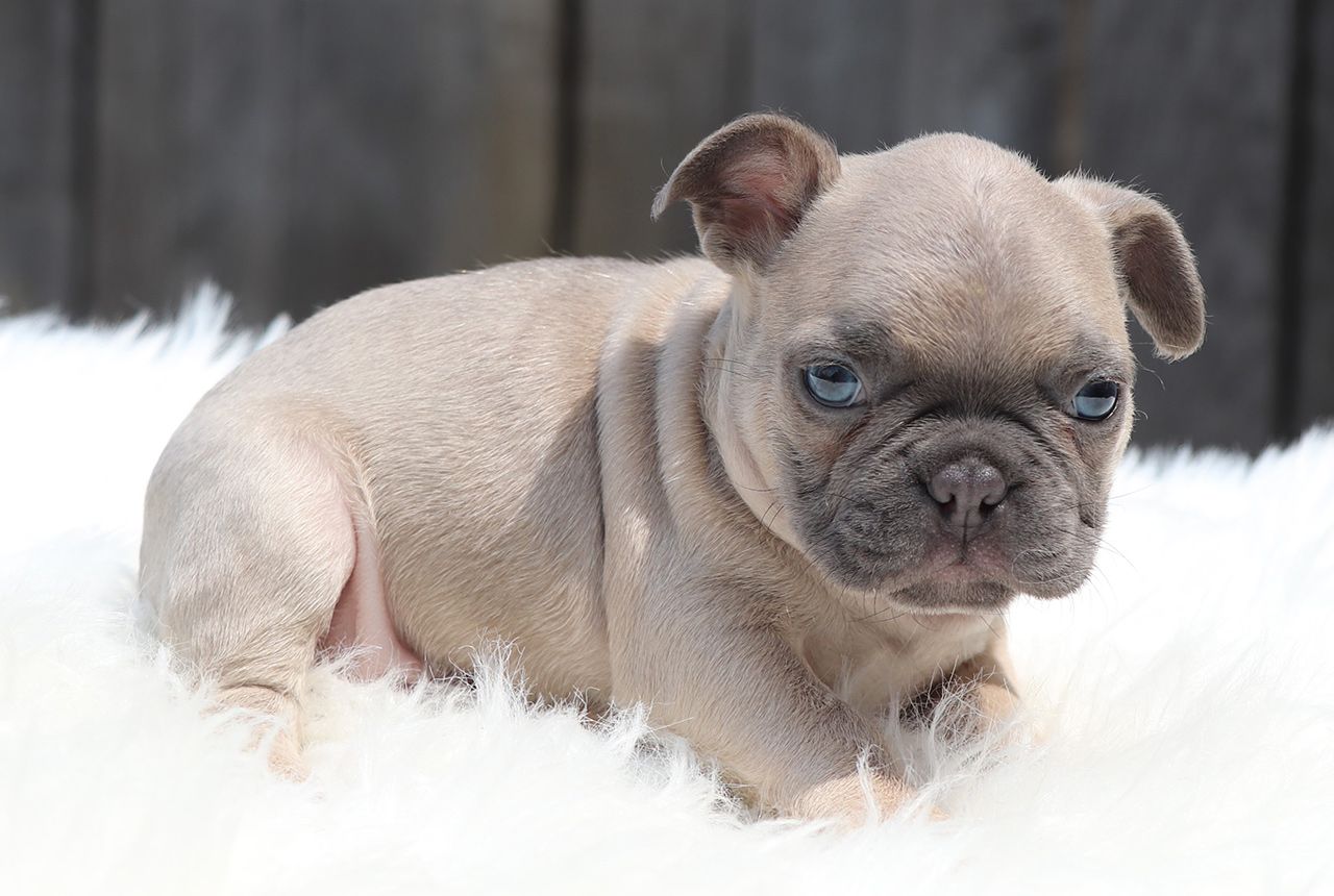 Male Frenchton Pup - Hugh