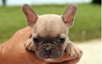 Female Frenchton Pup - Christy