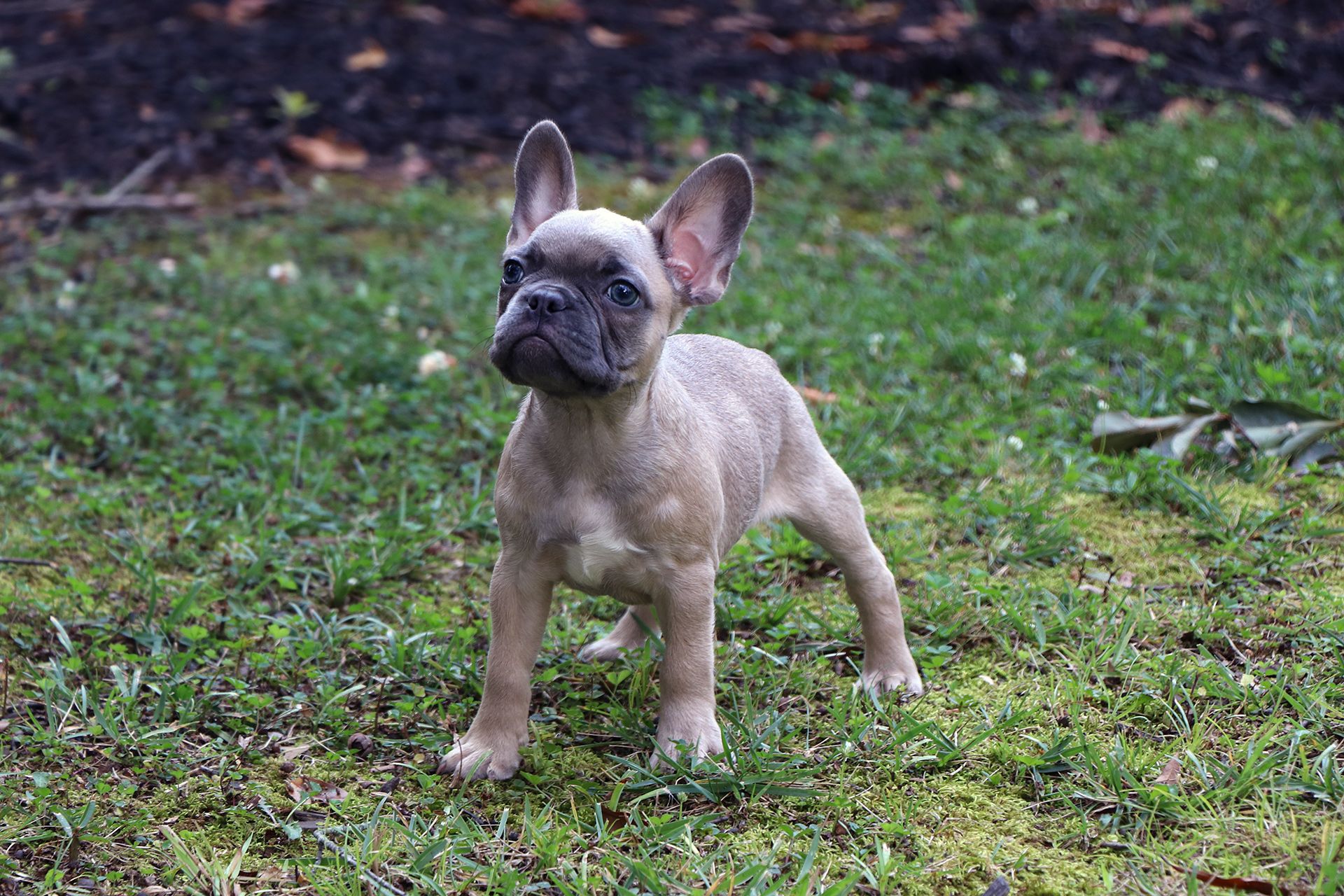 Adopted Frenchton pup Hugh (aka Dodger)