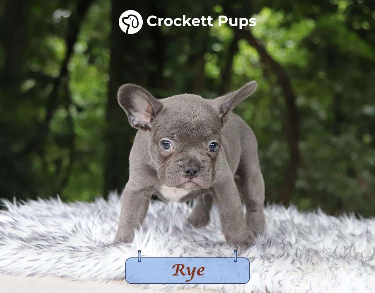 Male Frenchton Pup - Rye