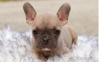 Female Frenchton Pup - Christy