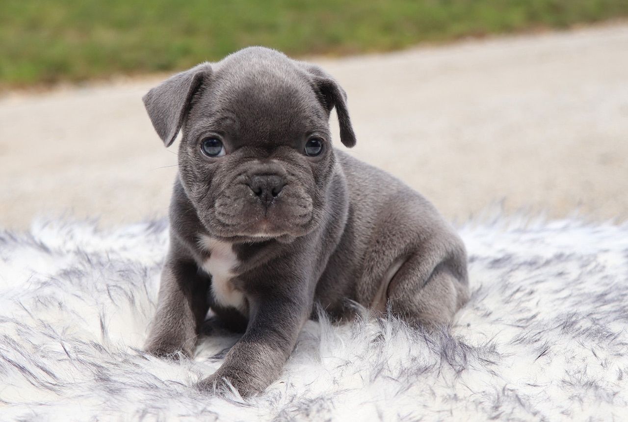 Male Frenchton Pup - Lockheed
