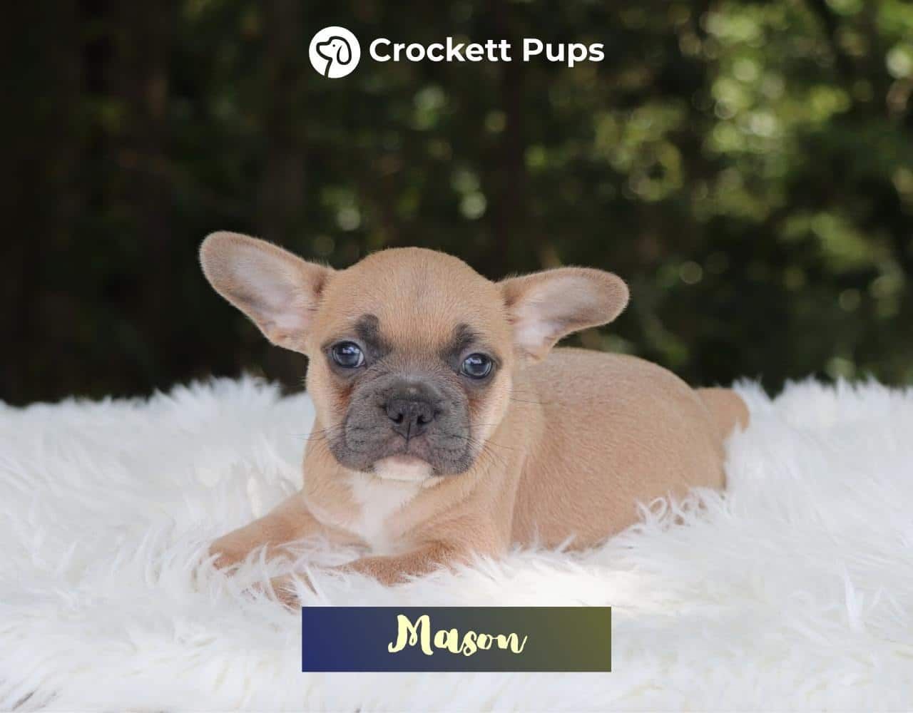 Male Frenchton Pup - Mason