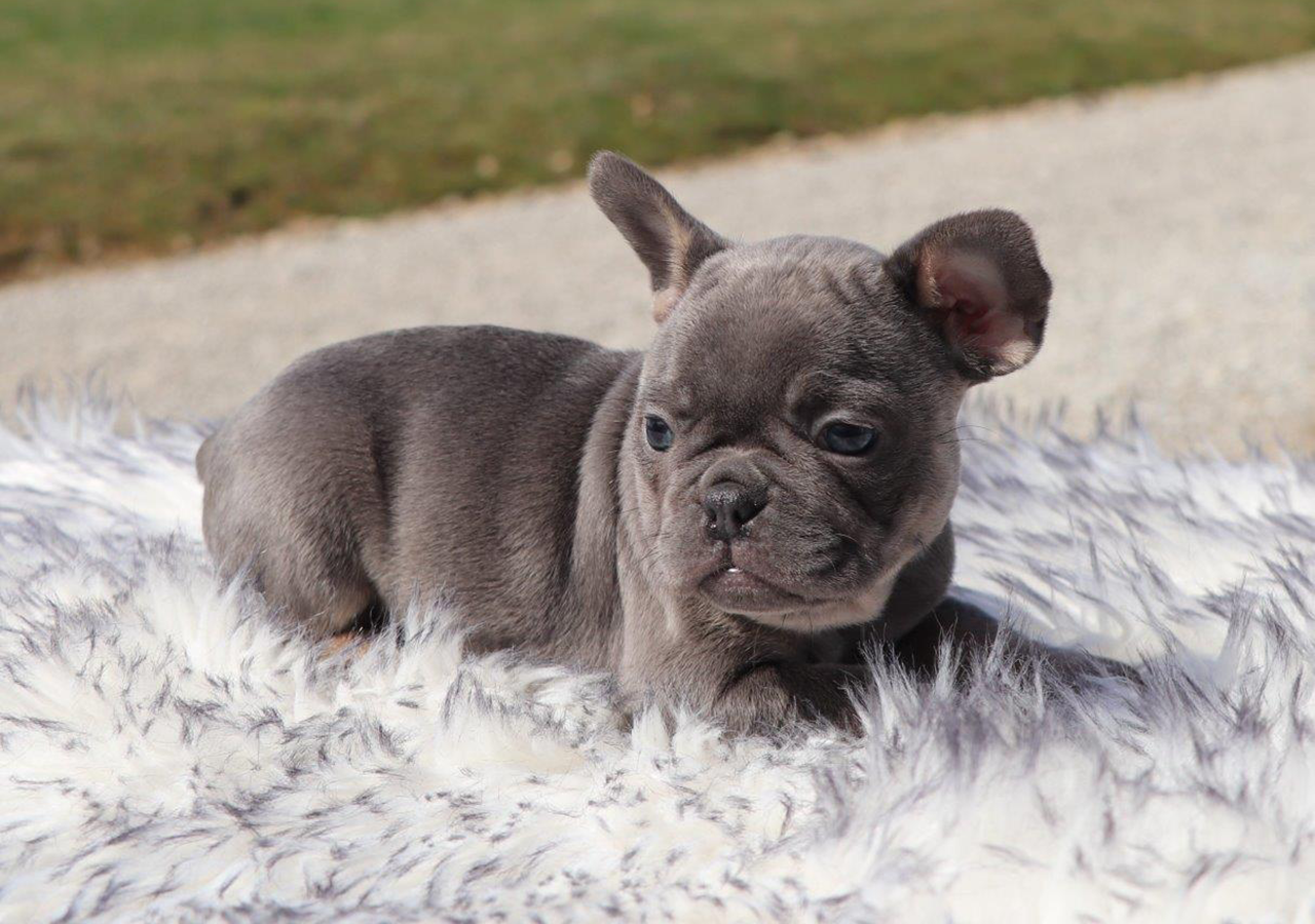 Female Frenchton Pup - Milly