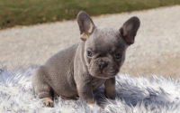 Male Frenchton Pup - Ephraim