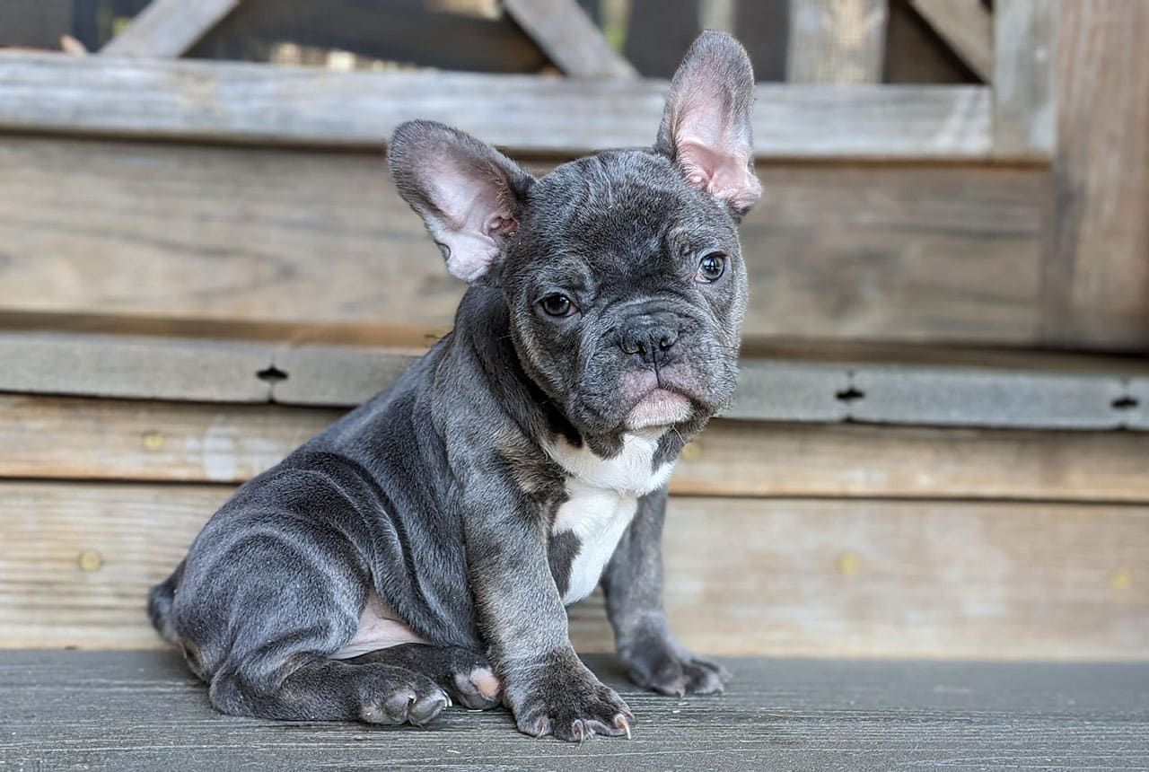 Frenchton Flurry