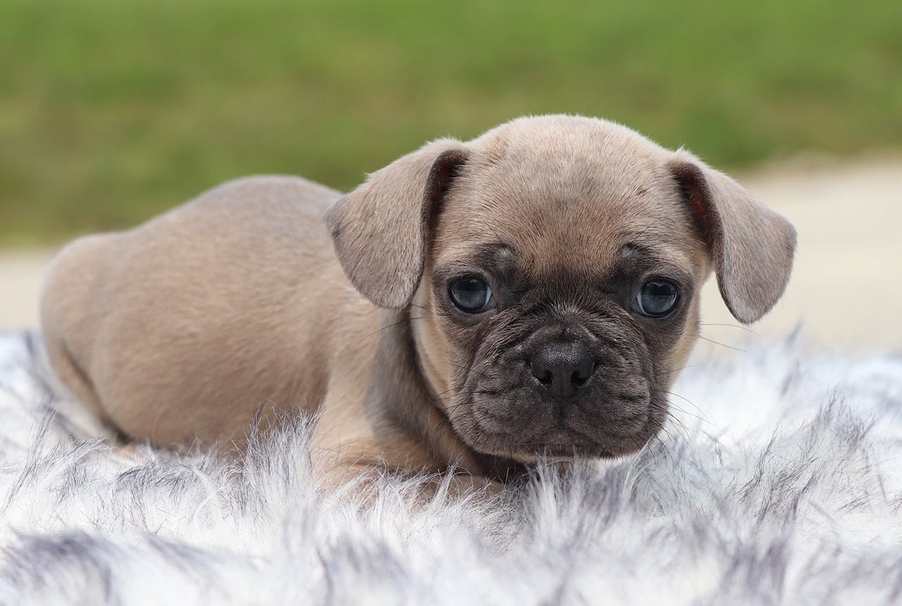 Male Frenchton Pup - Hancock