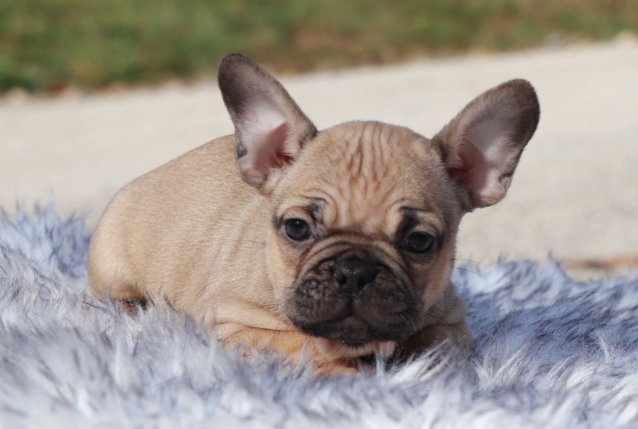 Male Frenchton Pup - Frosty