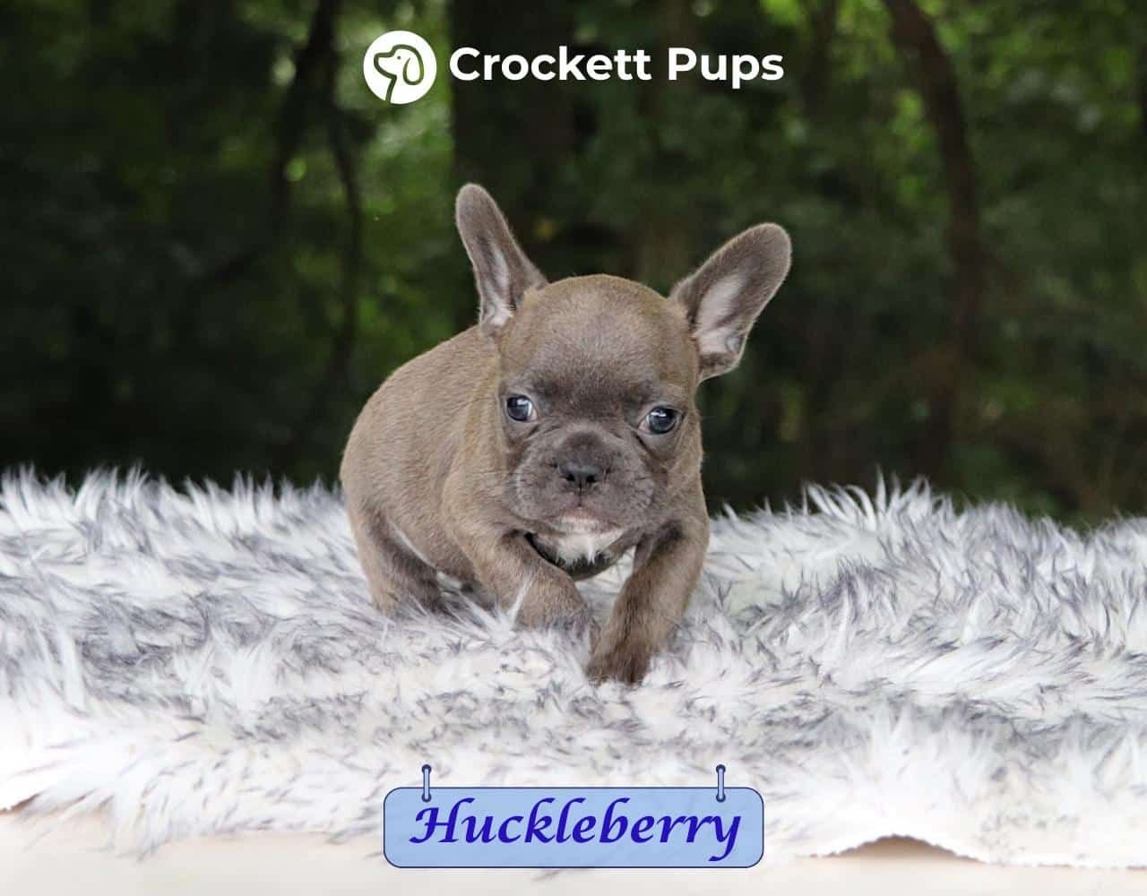 Male Frenchton Pup - Huckleberry