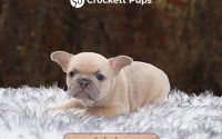 Male Frenchton Pup - Winston