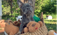 Male Frenchton Pup - Benjamin