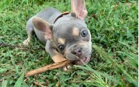 Frenchton Pup - Marie
