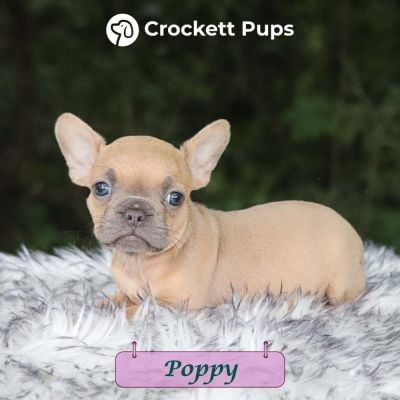 Female Frenchton Pup - Poppy