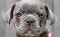 Female Frenchton Pup - Ruth