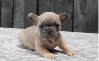 Female Frenchton Pup - Amy