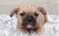 Male Frenchton Pup - Adam
