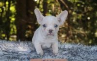 Male Frenchton Pup - Sage